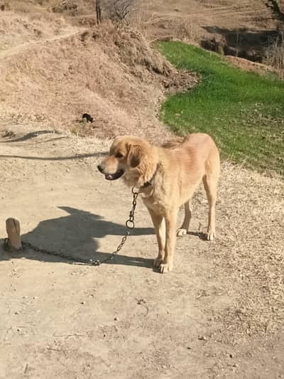 Bakarwali dog 1.4 year