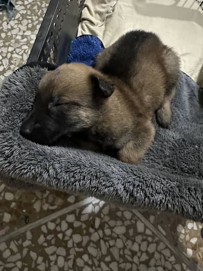 Male Belgian Mali one month old for sale