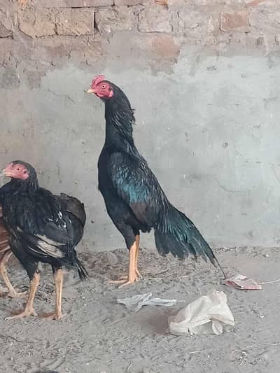 Whatsapp come call ok