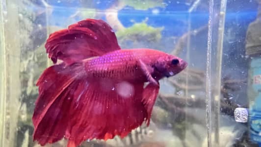 Red rose betta male