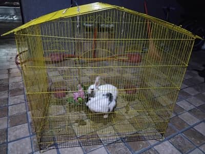 Rabbits Pair available for Sale