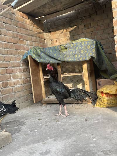 Burmi X lasani cross topla seek