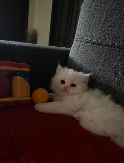 Persian kitten for sale