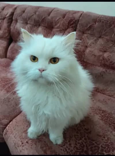 HIGH QUALITY LONG COATED CAT