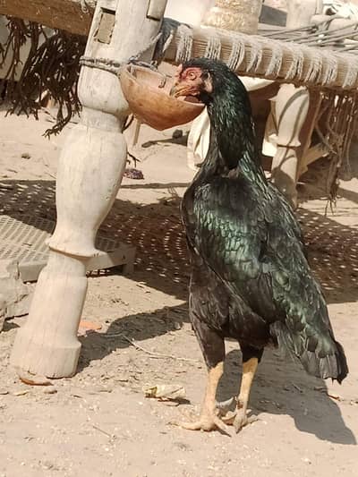 pure asheel pair keelo wali murgi