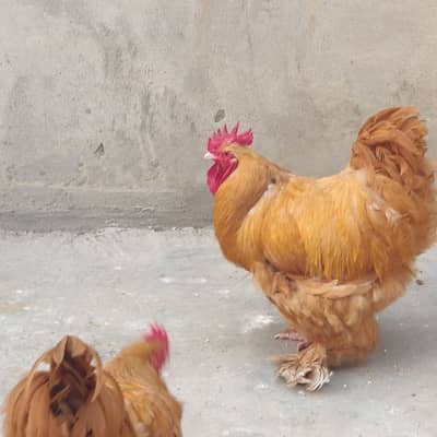 Golden Heavy buffalo chicken