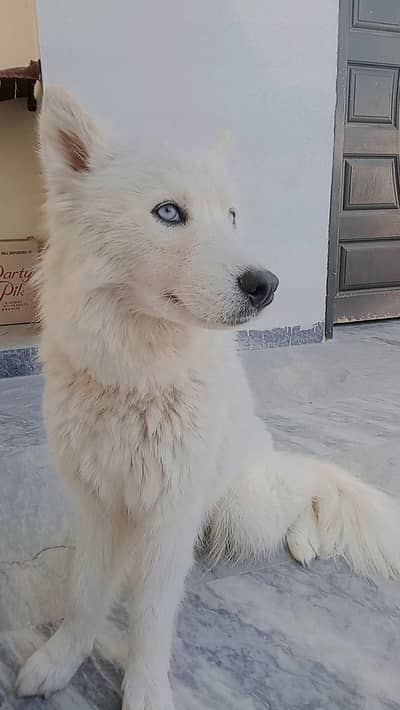 Breeeder White Husky Female