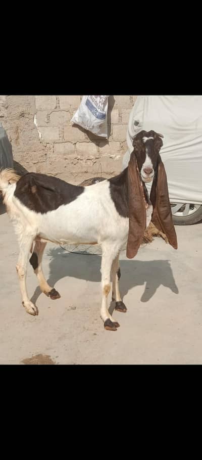 Abluck bakri ha
