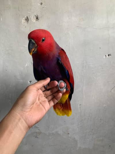 Breeder  female read ad care fully