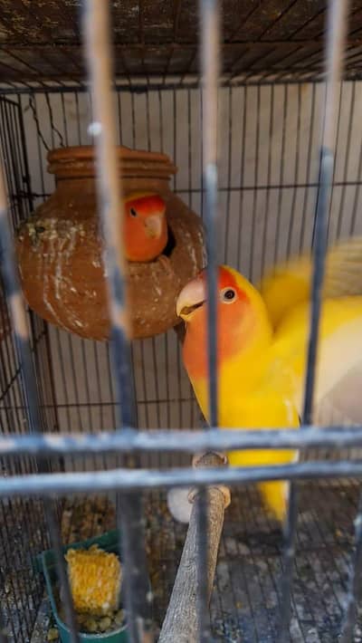 breder birds for sale gulshan market new multan colony Rs. 3200