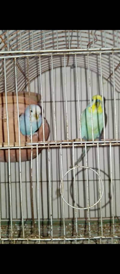 Australia breeding pair available 3 pair totally
