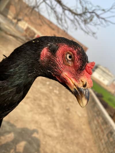 Pakistani Old Blood line