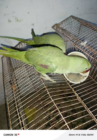 Kashmir raw paroot My whatshapp number 03013564778 for sale