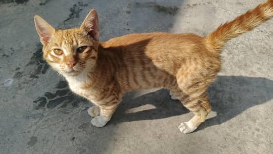Male kitten brown/white colour  nature bilkul friendly Home breed