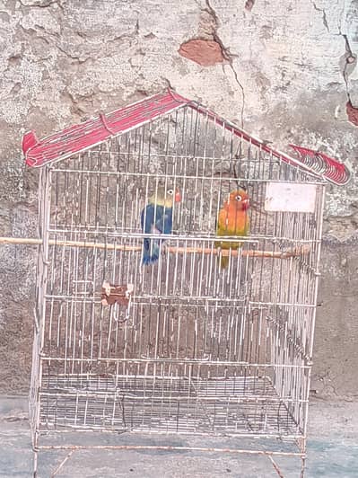 Green and blue lovebirds breeder pair