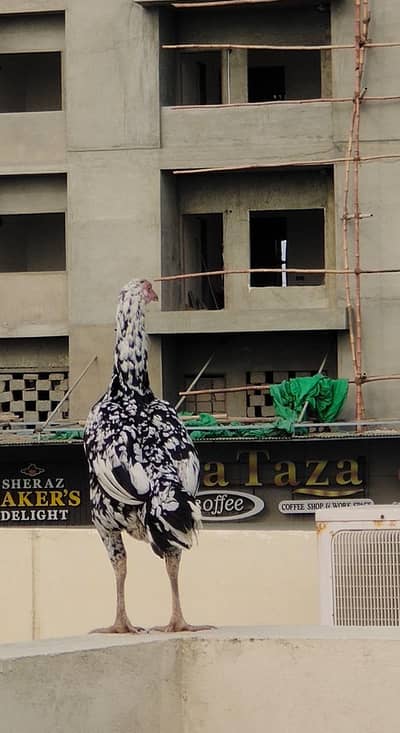 BLACK & WHITE ASEEL MADI