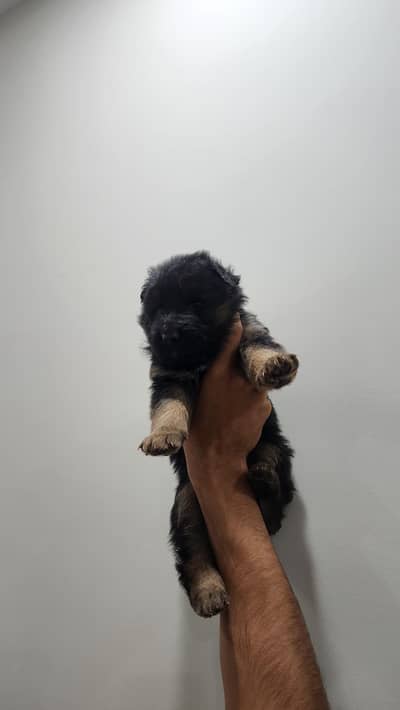German shepherd puppies
