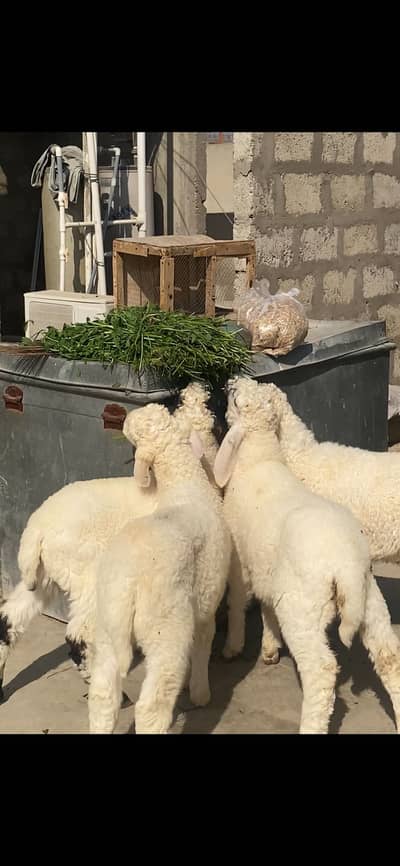 MASHALLAH HEALTHY BACHAY 1 Larkhana 3 kharay ka male