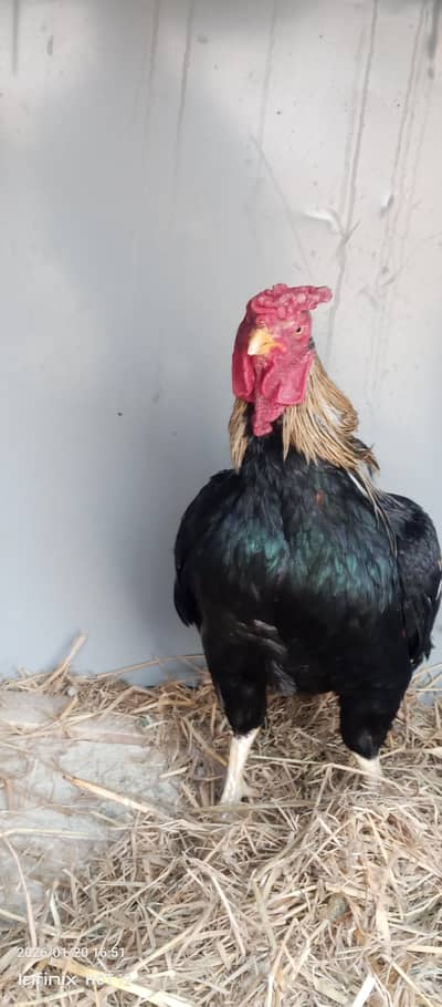 aseel murga for  sale active ha