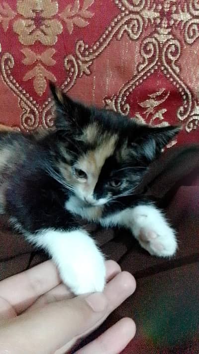 semi Persian cat for sale