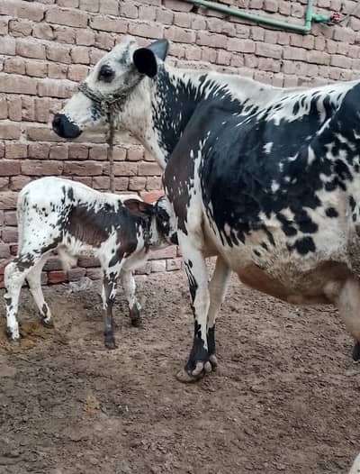cow for sale full active and healthy