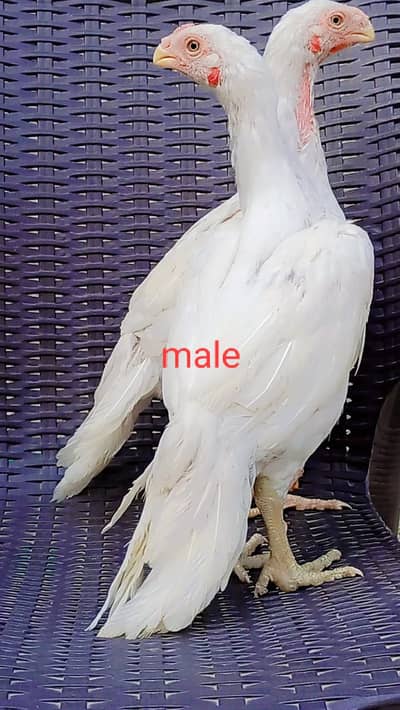 parrot beak chicks | Aseel | chicks | long tail