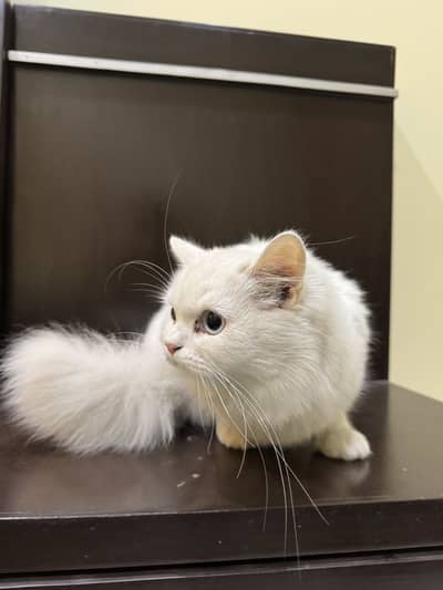 White Persian Cat blue eyes female cat Calm and friendly and healthy