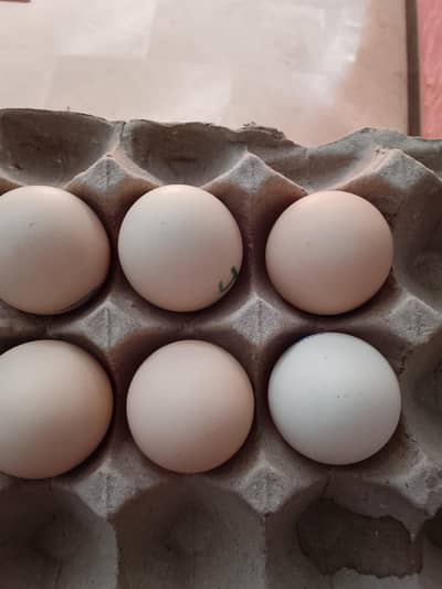 Heera aseel eggs available