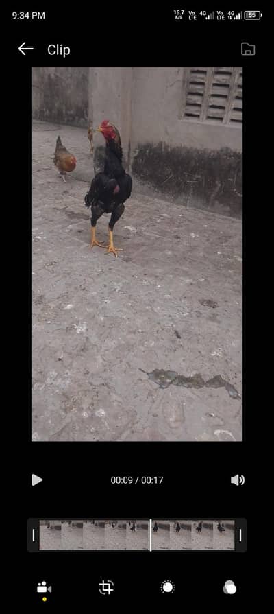 aseel patha for sale03147322389 description parh kar message kre