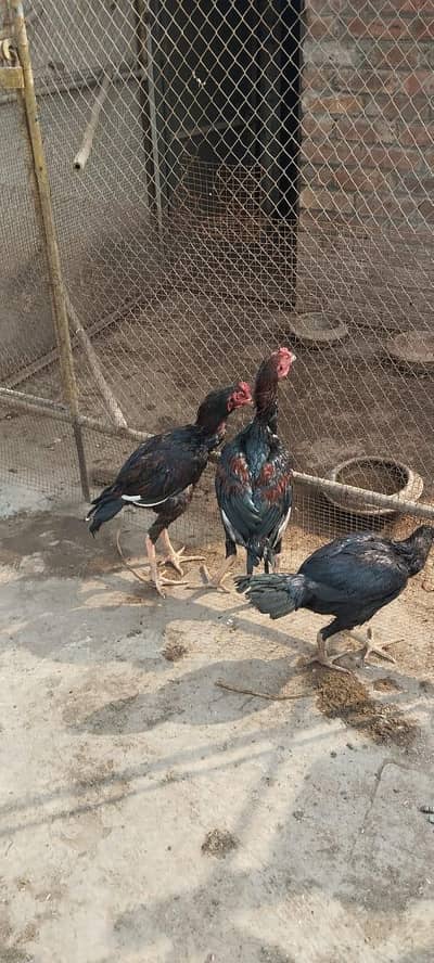 2 lakhay pathay achi height k hai