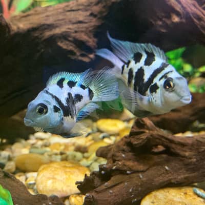 Polar Parrot Cichlid