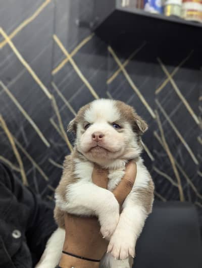 Husky Puppies male female