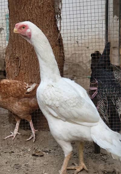 Indian Parrot Beak Long Tail