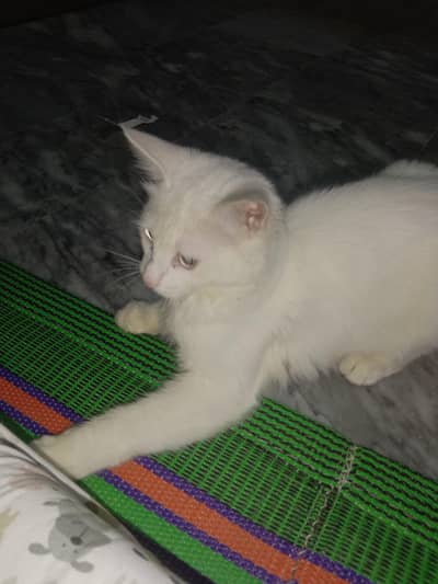 Persian  cat for sale