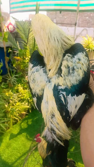 2 Aseel murga 4sale ha