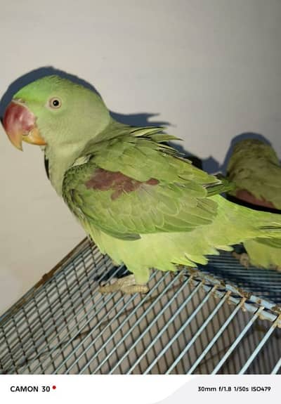 kashmiri raw parrot pair for sale