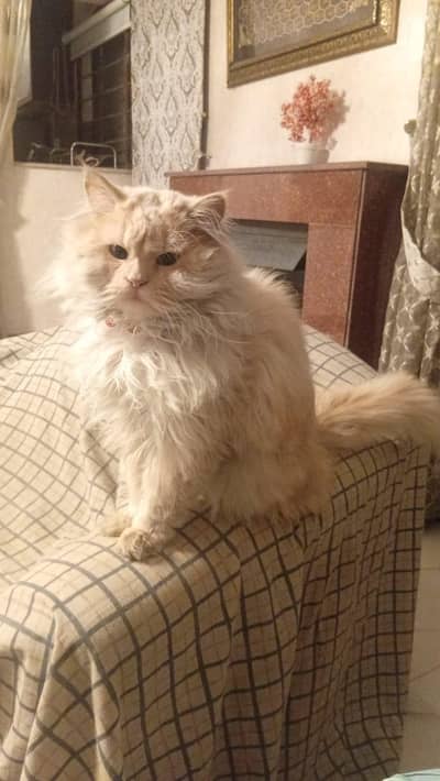 Persian cat