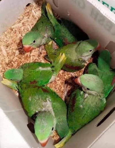 Kashmiri Raw Chicks For Sale