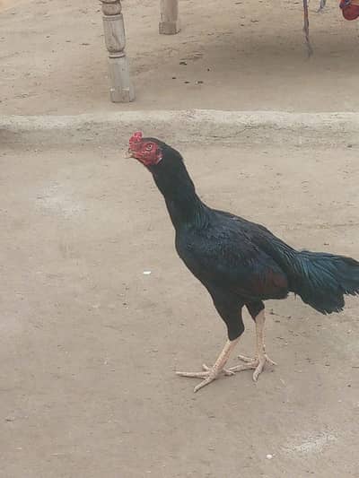 7 aseel male and female