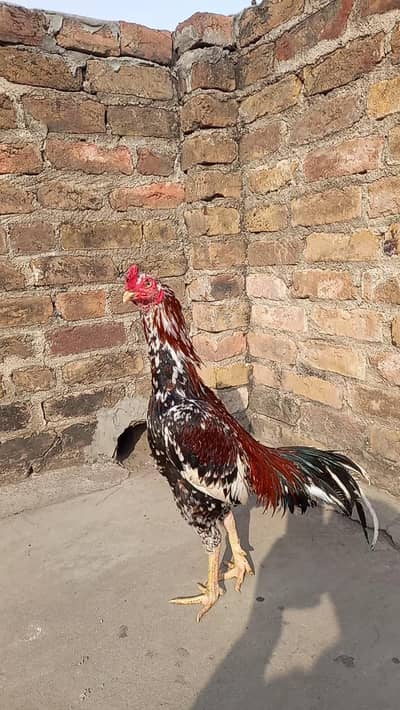 aseel full active bird