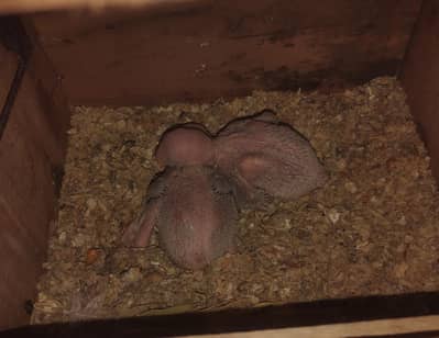 Alexender Kashmiri Raw Chicks