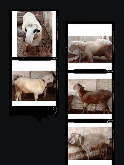 Hiigh Quality Turkey & European Sheep – 100% Healthy