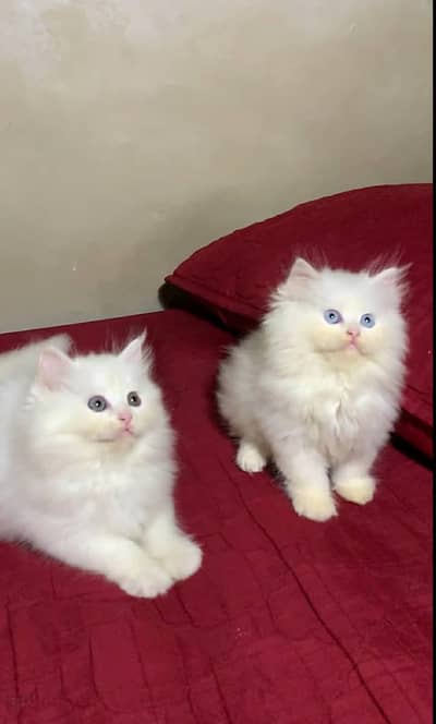 Persian kitten Male Female Triple Coated Punch Face