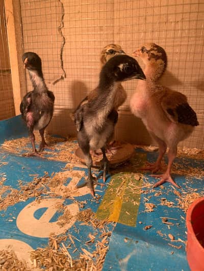 pure thai chiks available highy quality