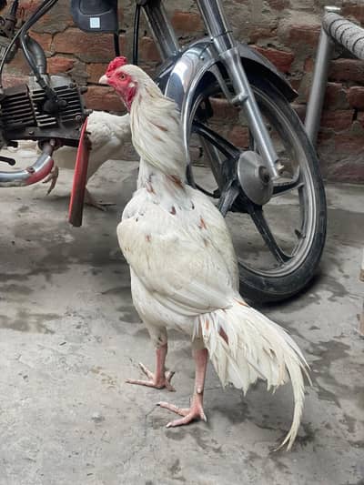 Aseel Heera cross  choras naliyan