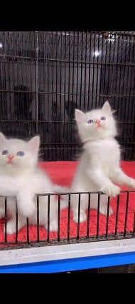 Persian cat for sale male or female 03214390746my WhatsApp number