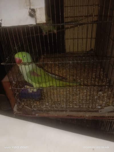 good size nail tail fly ab ok Hy