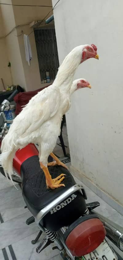 Parrot big murgaage 3month farsaleWhatsApnumber3238811932