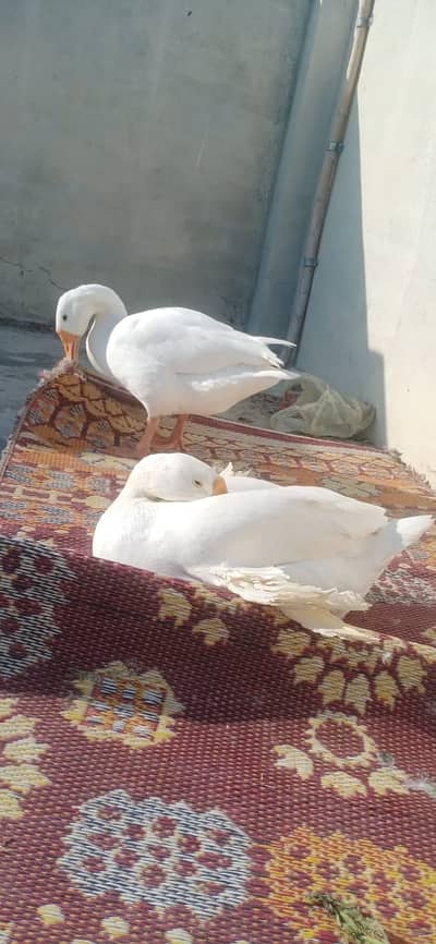 White geese Beautiful