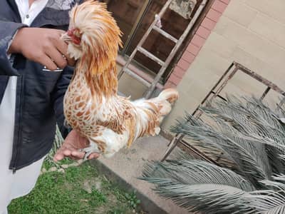 buff laced polish male | f1| excellent quality| fancy